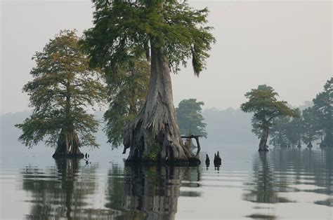 Beautiful Swamps In Louisiana You Have To See To Believe