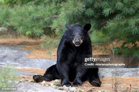 3164 Female Bear Stock Photos High Res Pictures And Images Getty