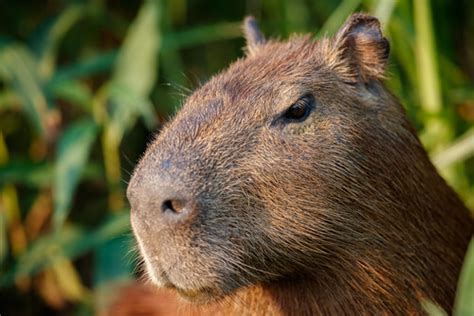 Capybara breeding in captivity