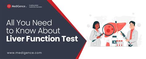 Key Things You Need To Know About Liver Function Test