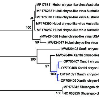 Maximum Likelihood Phylogenetic Tree Generated By Mega X Software