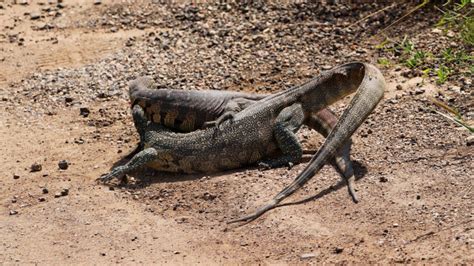 Monitor Lizards Fight Over Fish