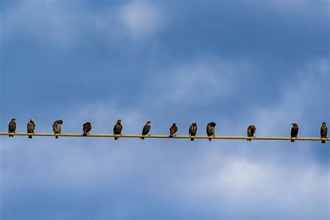 Who Do Birds Sit on Power Lines?