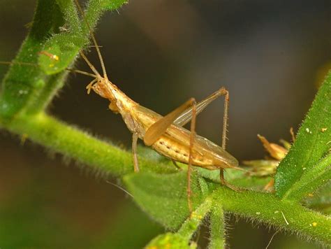 Even Insects Hate Traffic How Noise Affects The Song Patterns Of Tree Crickets