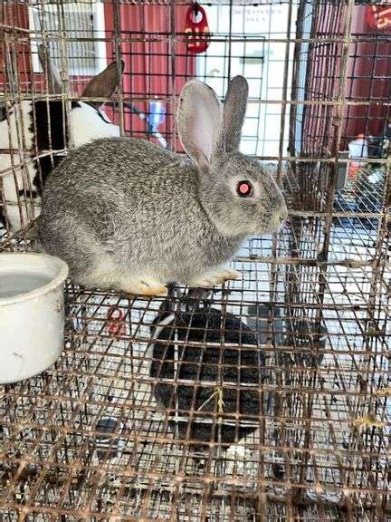 Flemish Giant Doe Bunny Rogers Community Auction Inc