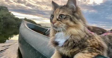 Tilly la chatte intrépide qui défie les vagues en canoë Les Amis