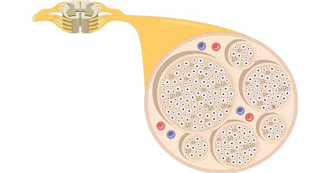 Nerve Structure Anatomy And Diagram Getbodysmart