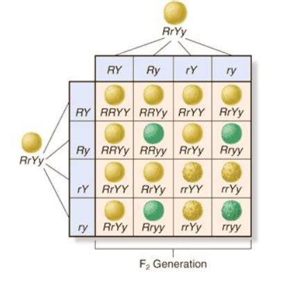 How Do Mendel S Experiments Show That Traits Are Inherited Independently