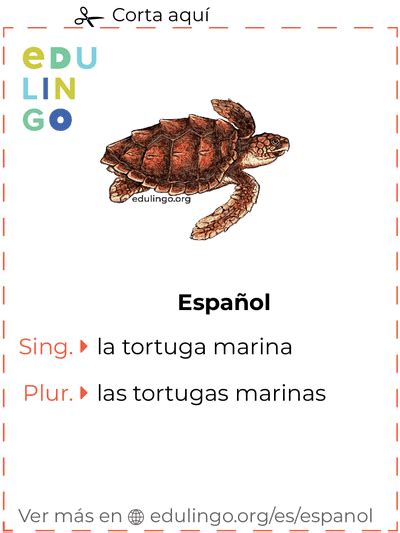 Tortuga marina en español Escritura y pronunciación con imágenes