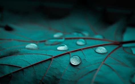 Water Droplets Water Drops HD Wallpaper Pxfuel