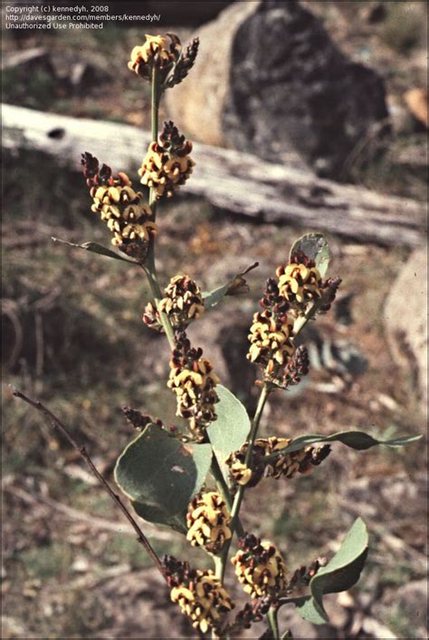 Plantfiles Pictures Daviesia Species Bitter Leaf Hop Bitter Pea