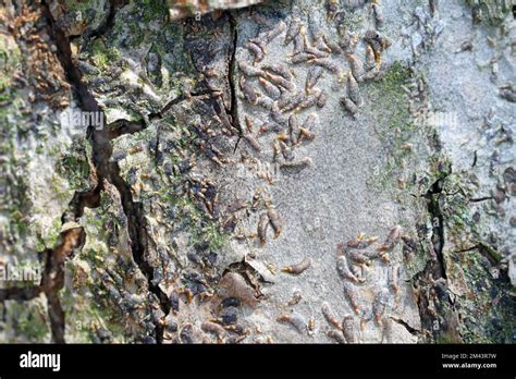 Apple Mussel Scale Or Oystershell Scale Lepidosaphes Ulmi Is A Widely