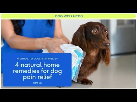 Four Natural Dog Pain Relievers [+video]