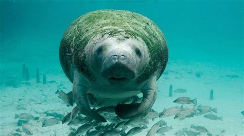 Are Manatees Dangerous? Things To Know About Manatees