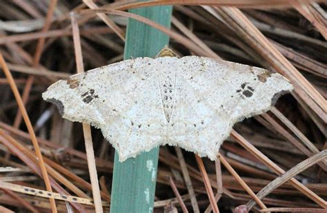 Maryland Biodiversity Project Common Angle Moth Macaria Aemulataria