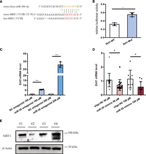 Frontiers Extracellular Vesicle Associated MicroRNA 30b 5p Activates