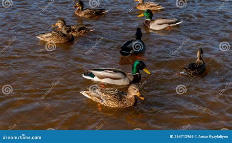 Los Patos Salvajes Nadan Serenamente En La Superficie Del Agua Cisne