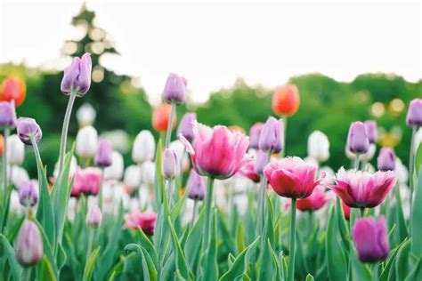 Cebulki kwiatowe wiosenne co sadzić wiosną gardeneo