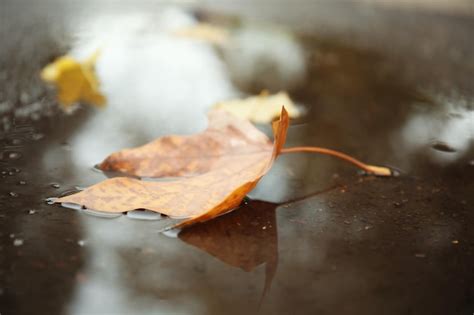 Premium Photo Autumn Leaf In Rain Puddle On Asphalt Outdoors