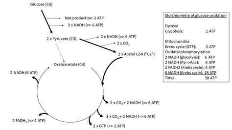 4. Stoichiometry of glucose oxidation. The pathway for glucose... | Download Scientific Diagram