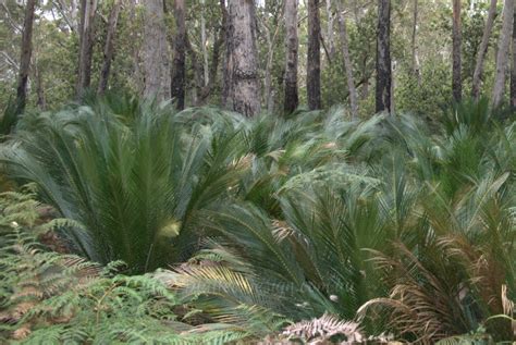 Dense Cycads – Mallee Design