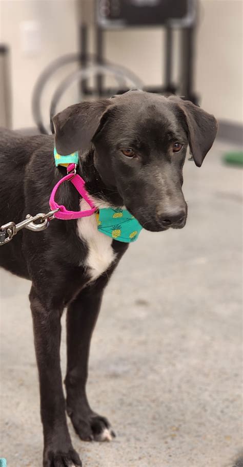 Dog for Adoption - Raven. Nka Nellie, a German Shepherd Dog in Council