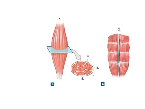 Axial Musculature Flashcards Quizlet