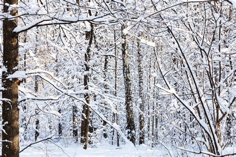 Abedules Y Pinos Cubiertos De Nieve En Un D A Soleado Foto Premium