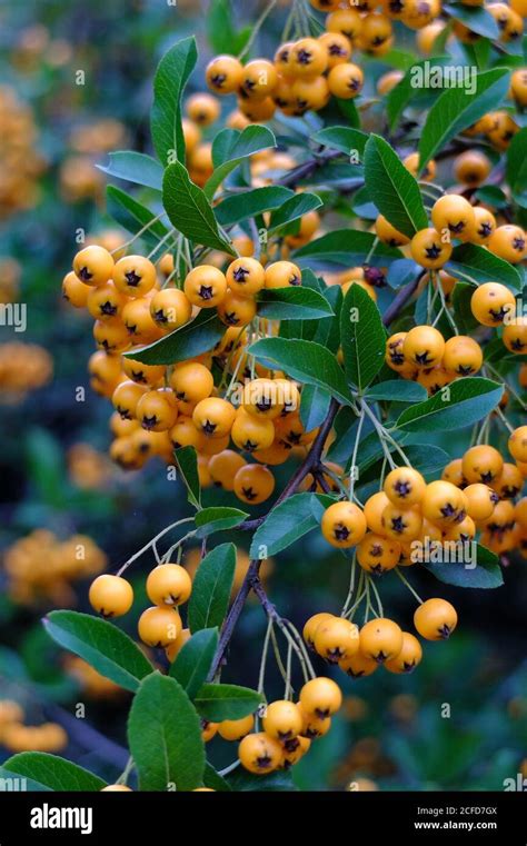Firethorn Hi Res Stock Photography And Images Alamy
