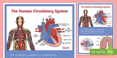 Heart And Lungs Circulatory System