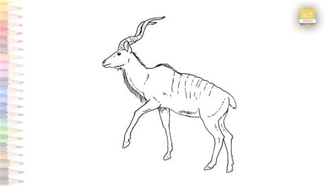 Male Greater Kudu Drawing Easy Gran Dibujo De Kudu How To Draw