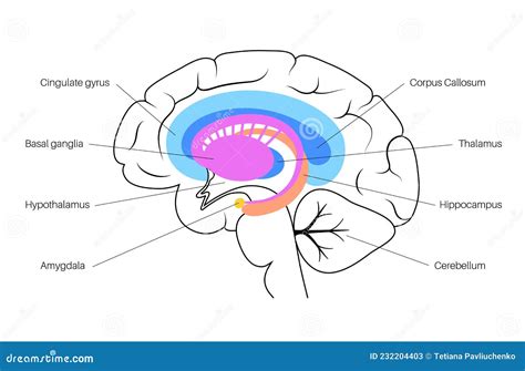 Brain Limbic System Stock Vector Illustration Of Infographic