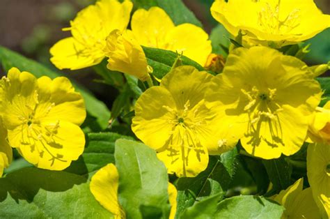 Les Fleurs Sauvages Indispensables Pour Votre Prairie Fleurie