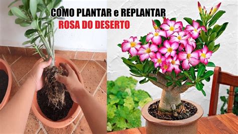 Total 41 Imagem Como Se Planta A Rosa Do Deserto Br Thptnganamst Edu Vn