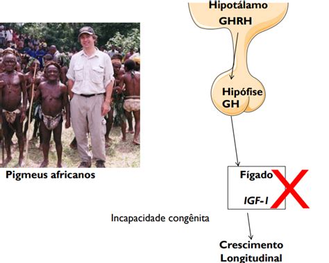 HORMÔNIO DO CRESCIMENTO GH Sistema Endócrino