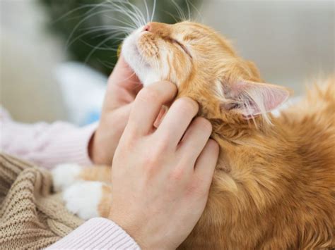 Cat Anal Gland Problems Causes Symptoms Treatment Cats