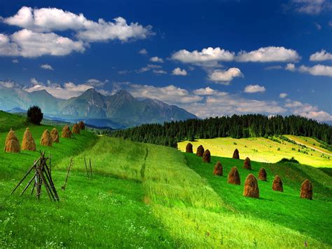 Green Green Meadow Wallpapers - WallpaperSafari