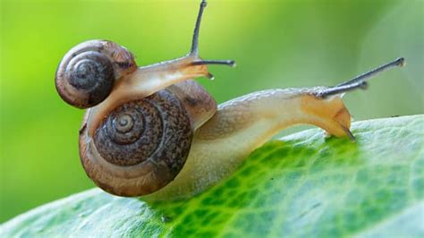 Woman Captures Extremely Rare Video Of A Snail Giving Birth