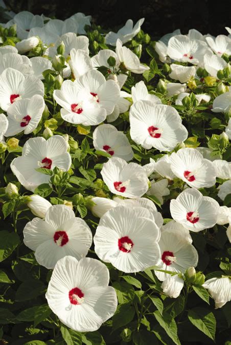 Гибискусы травянистые (болотные): Hibiscus moscheutos — Гибискус ...