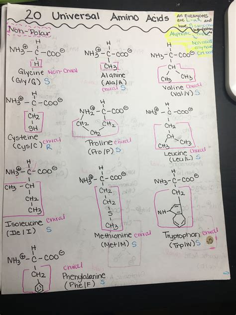 Amino Acids MCAT & Biochemistry Review Guide - Etsy