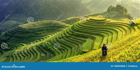 Panorama Symbol Of Vietnamese Rice Terracesmu Cang Chaiyenbaivietnam