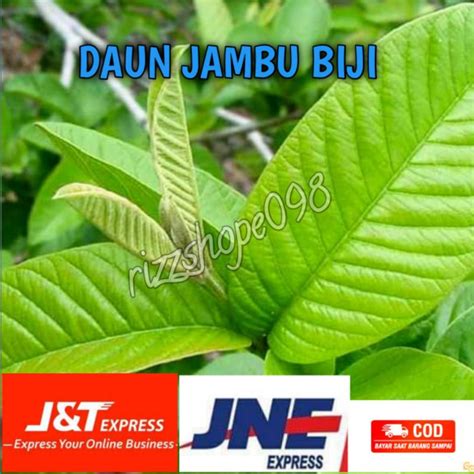 Jual Daun Jambu Biji 1 Lembar Ready Shopee Indonesia