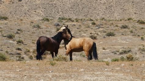 Wild Horses at Desert · Free Stock Video