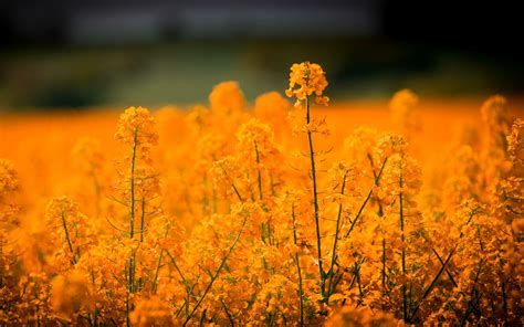 Download Wallpaper 3840x2400 Grass Flowers Field 4k Ultra Hd 16 10 Hd Background