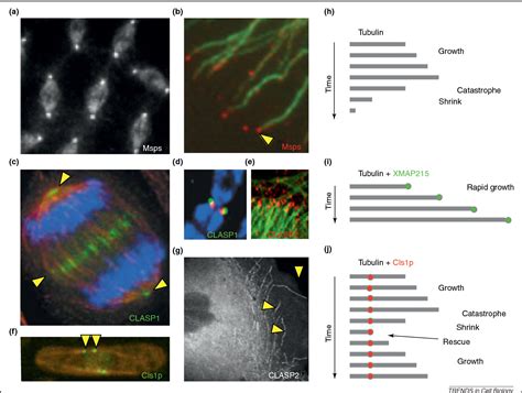 Figure 1 From Regulation Of Microtubule Dynamics By TOG Domain Proteins