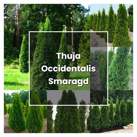 How To Grow Thuja Occidentalis Smaragd Plant Care And Tips
