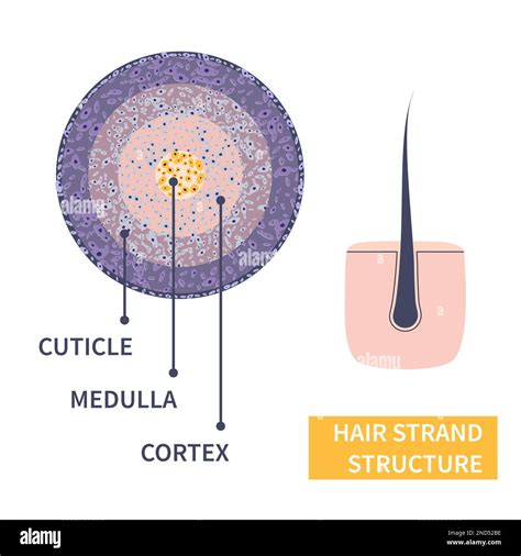 Hair Strand Anatomical Structure Detailed Infographic Poster Stock