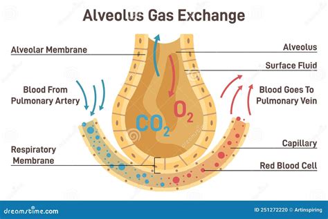 Alveolar Process With Anatomical Head Bone Ridge For Teeth Outline ...