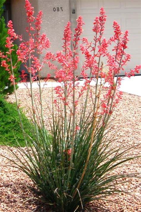 Red Yucca Plant Care