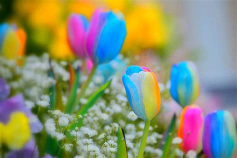 Spring Color Wallpapers - Wallpaper Cave
